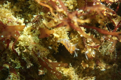 Apata pricei