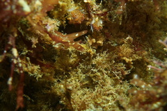 Apata pricei