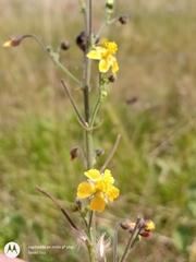 Wissadula amplissima