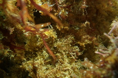 Apata pricei