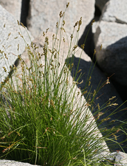 Carex subfusca