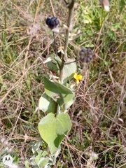 Wissadula amplissima