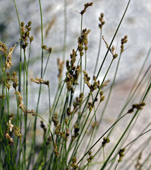 Carex subfusca