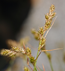 Carex subfusca