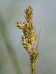 Carex subfusca