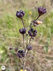 Wissadula amplissima