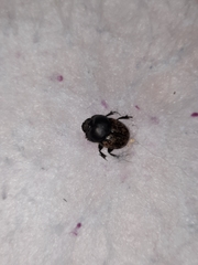 Onthophagus nuchicornis