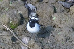 Motacilla maderaspatensis