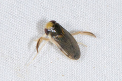 Corixidae