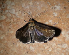Lophoptera vittigera
