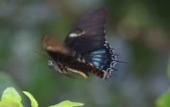 Heraclides androgeus epidaurus