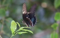 Heraclides androgeus epidaurus