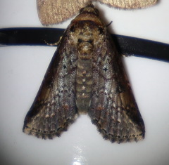 Lophoptera vittigera