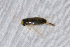 Corixidae