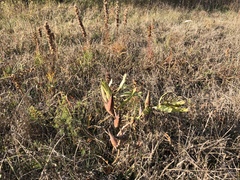 Liatris aspera