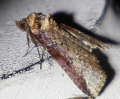 Lophoptera vittigera