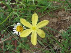 Sisyrinchium pringlei