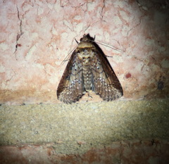 Lophoptera vittigera