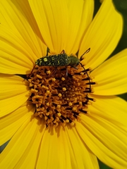 Ochraethes sulphurifer