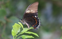 Heraclides androgeus epidaurus