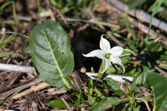 Jaborosa integrifolia