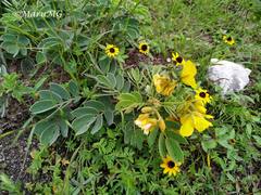 Senna crotalarioides