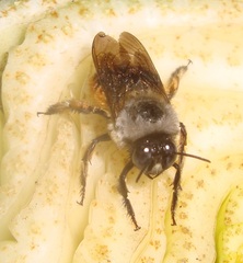 Xylocopa tabaniformis azteca
