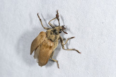 Sandalus californicus