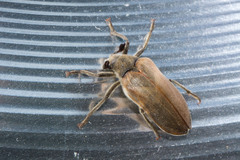 Sandalus californicus