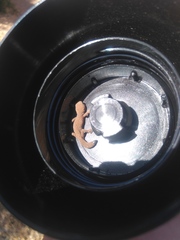 Pachydactylus maculatus