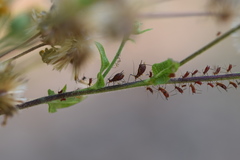 Uroleucon verbesinae