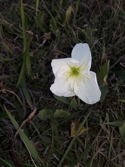 Oenothera centaurifolia
