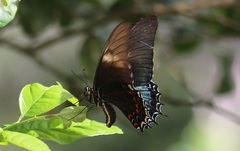 Heraclides androgeus epidaurus