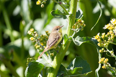 Pseudocolopteryx flaviventris