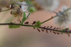 Uroleucon verbesinae