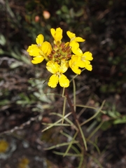 Erysimum teretifolium