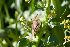 Pseudocolopteryx flaviventris