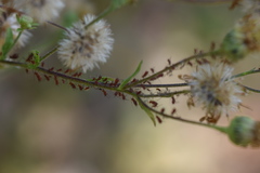 Uroleucon verbesinae