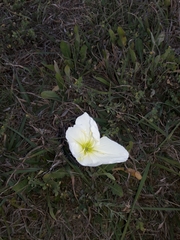 Oenothera centaurifolia