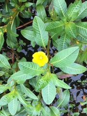 Ludwigia hexapetala
