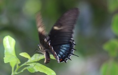 Heraclides androgeus epidaurus
