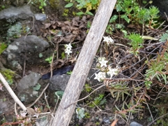 Sedum moranense