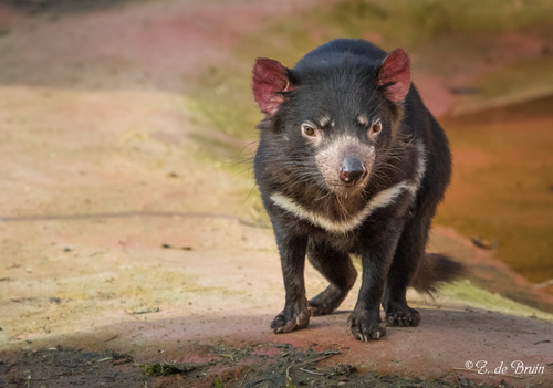 Tasmanian Devil, photo 5 of 10