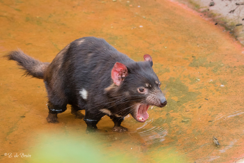 Tasmanian Devil, photo 3 of 10