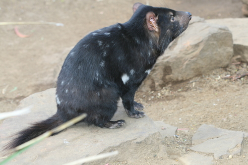 Tasmanian Devil, photo 10 of 10