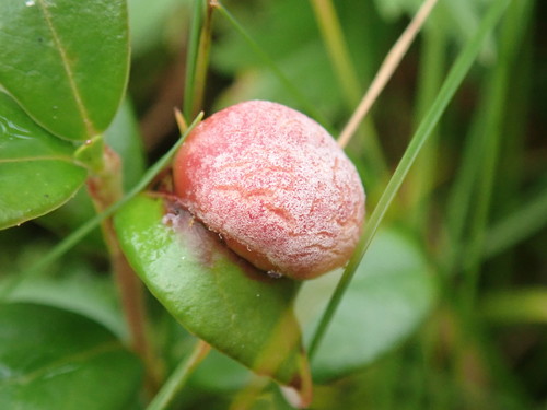 Lingonberry Gall