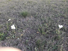 Oenothera centaurifolia