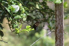 Heraclides androgeus epidaurus