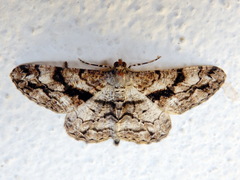 Peribatodes umbraria
