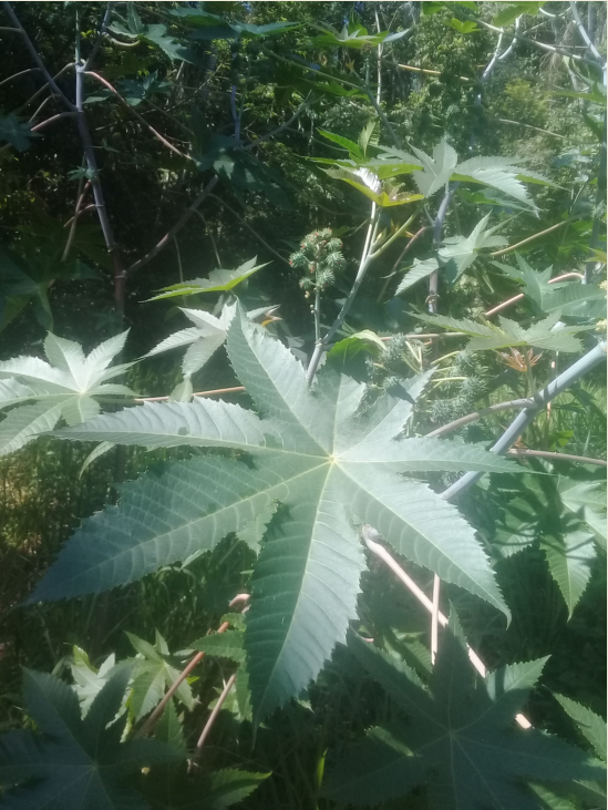 Ricinus communis